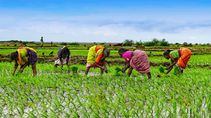 Ghana : autonomisation des femmes dans l'agro-industrie