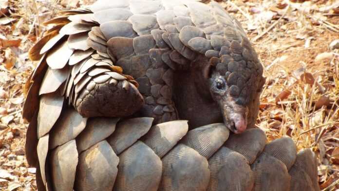 Pangolin