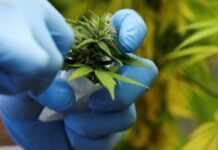 Le Maroc va-t-il renoncer à la légalisation du cannabis ? Cannabis