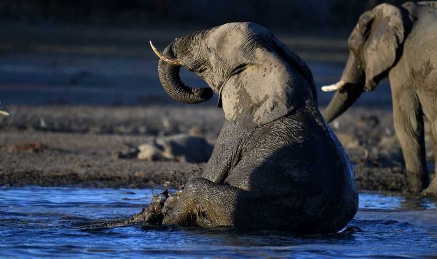 Eléphants Namibie