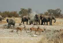 La Namibie vend 170 éléphants pour protéger sa faune sauvage