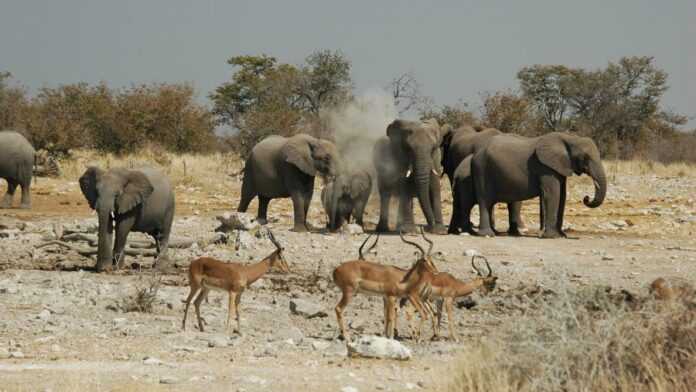 Namibie-elephants