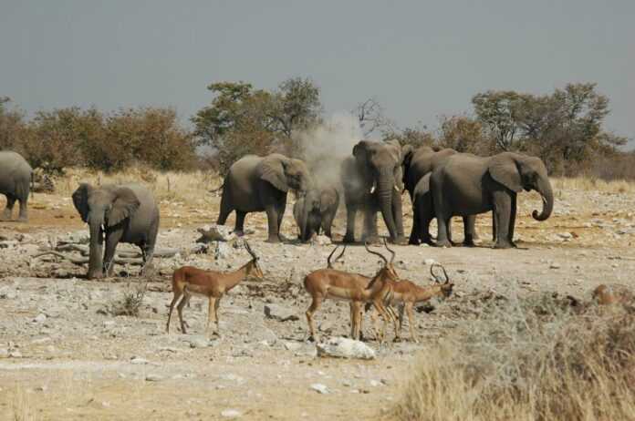 Namibie-elephants