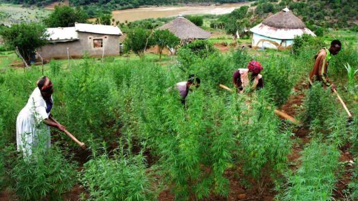 champ de cannabis