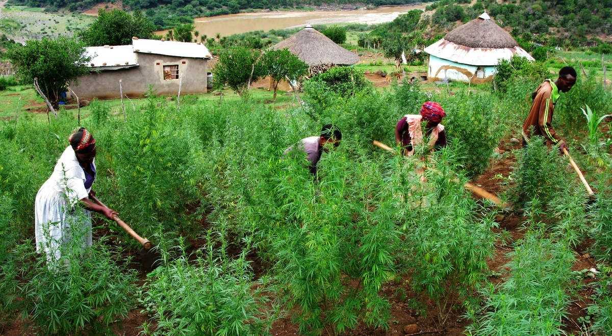 Zimbabwe : des exportations de cannabis de 686,2 milliards en 2021