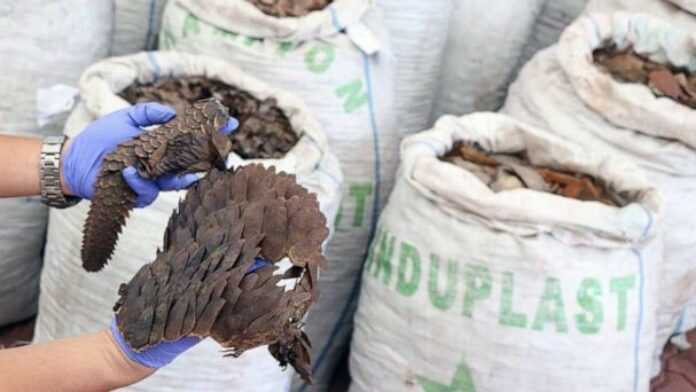 Écailles de pangolin