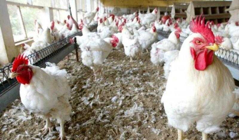 Le Sénégal signale une épidémie de grippe aviaire H5N1