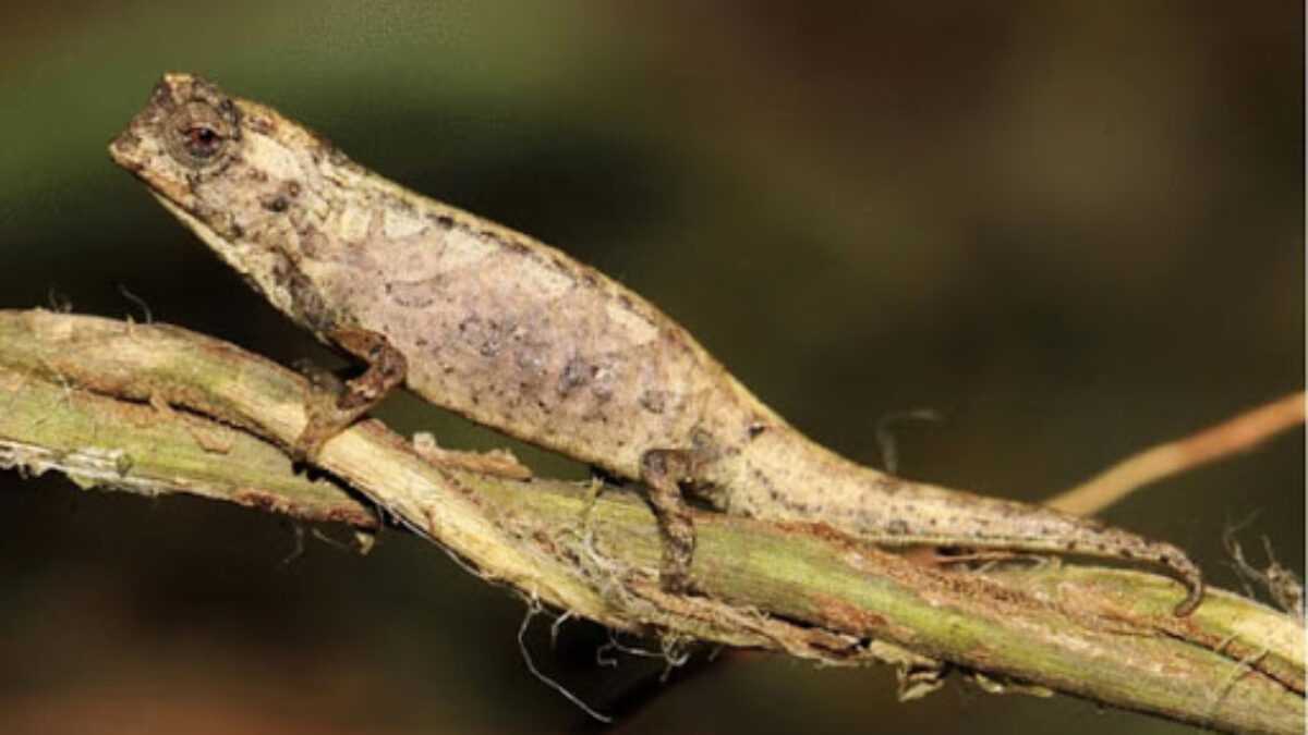 Madagascar « Brookesia nana », le reptile à la taille d’une cacahuète
