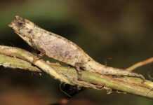 Madagascar : « Brookesia nana », le reptile à la taille d’une cacahuète