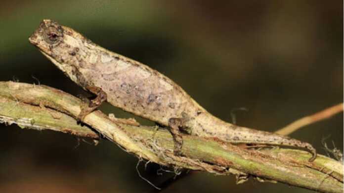 brookesia-nana