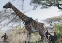 Kenya : la girafe Lbarnoti sauvée des eaux