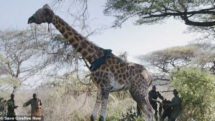 la girafe Lbarnoti