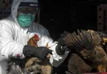 La grippe H5N8 « hautement pathogène » détectée en Algérie