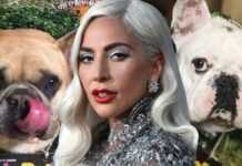 Lady Gaga et ses chiens