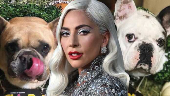 Lady Gaga et ses chiens