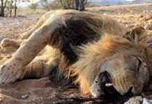 Lion mort