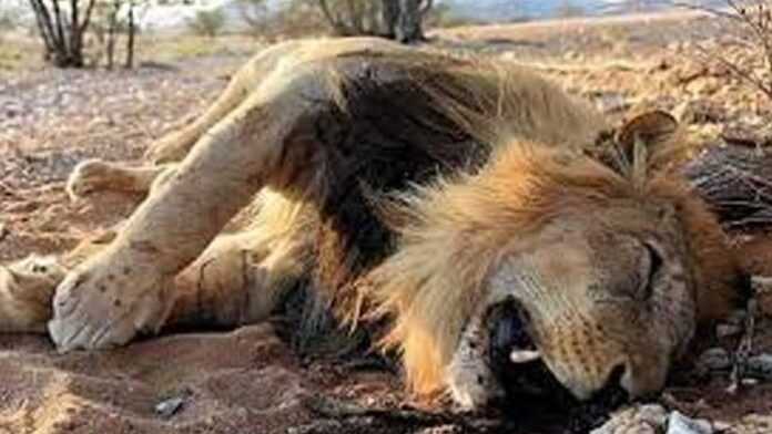 Lion mort