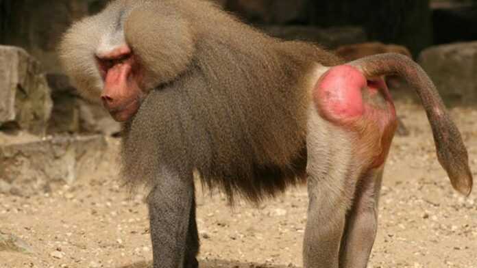 Un babouin
