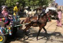 La calèche nourrit-elle toujours son homme au Sénégal ? Une calèche transportant des passagers