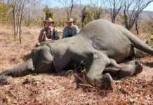 Eléphant tué lors d'une chasse sportive