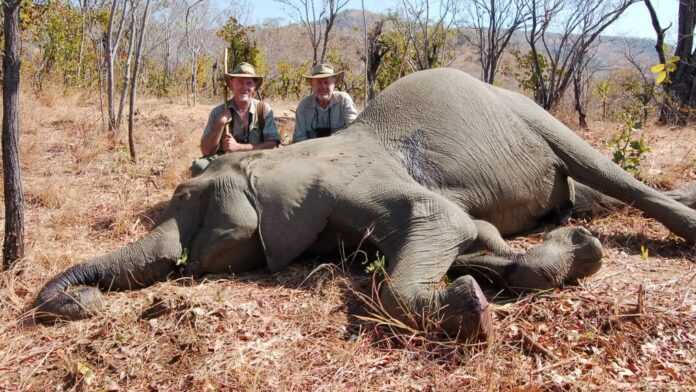 Eléphant tué lors d'une chasse sportive