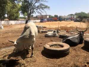 Des bœufs à l'écart dans le foirail