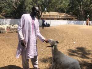 Aliou Sow tient un bélier