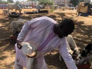 Aliou Sow exhibe un bélier