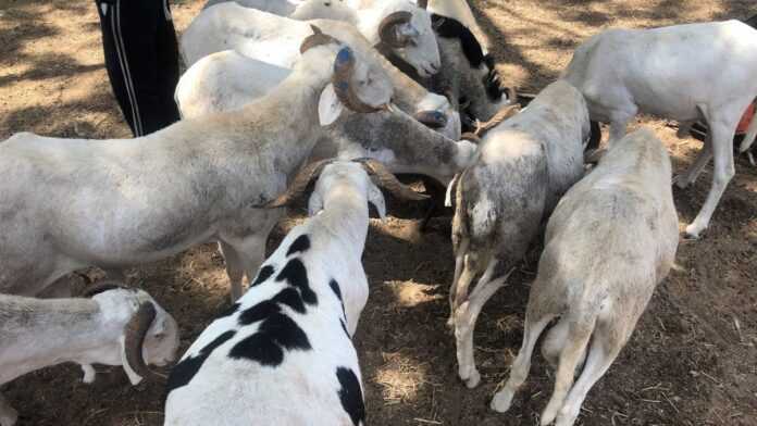 Moutons dans une foirail