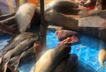 Ramadan au Sénégal : quand le poisson se fait rare et cher Etatl de poisson