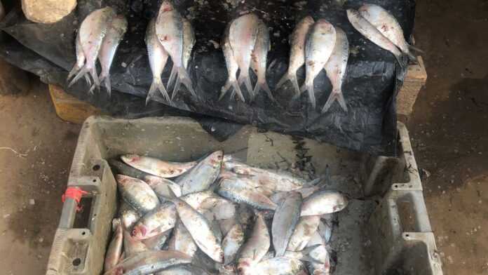 sardinelles Des sardinelles