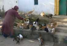 Chats errants à Casablanca