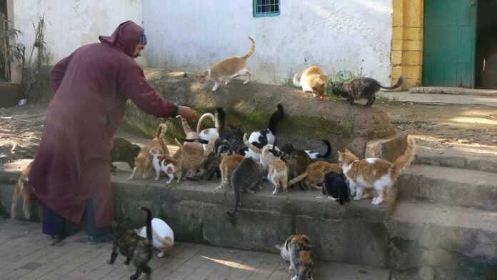 Chats errants à Casablanca