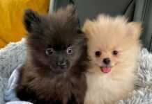 Les deux chiots de DJ Cuppy