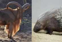 Réintroduction de 31 mouflons et 6 porcs-épics