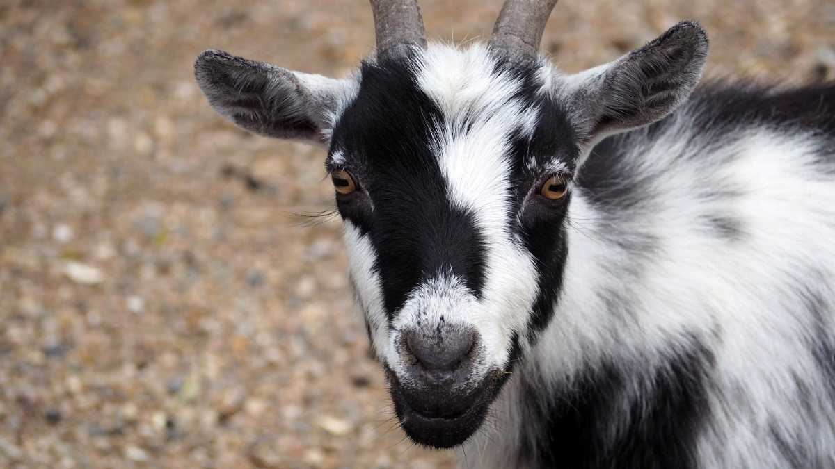 Une chèvre