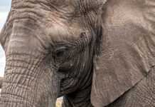 Un éléphant