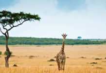 Tourisme : l’Afrique est prête à se relancer et joue la carte de la prudence Une girafe dans la savane