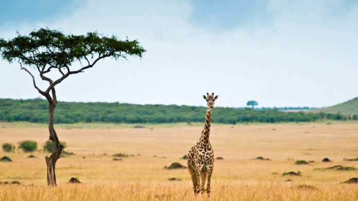 Une girafe dans la savane
