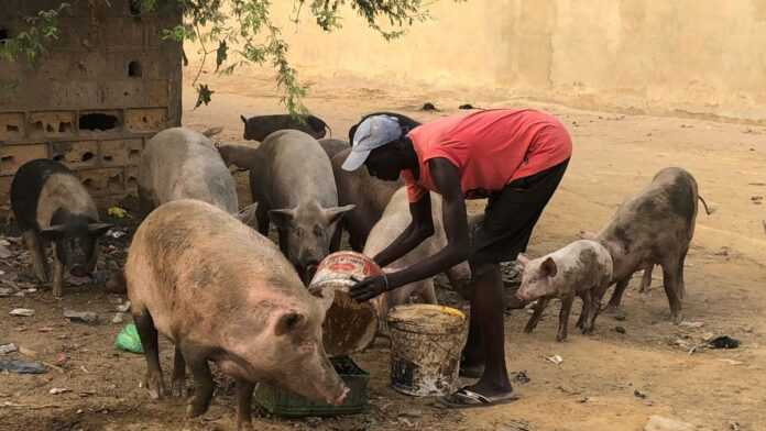 Les cochons prennent leur repas quotidien