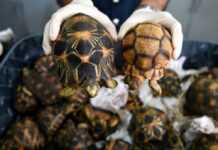 Burkina Faso : plus de 500 tortues saisies par la Douane Tortues saisies