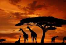 Des girafes