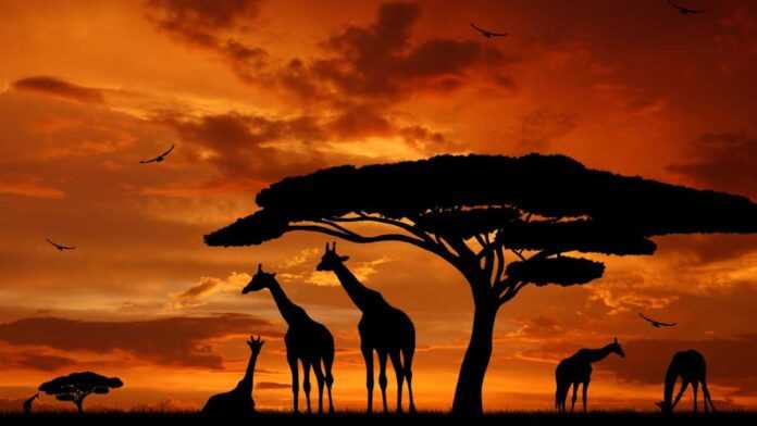 Des girafes