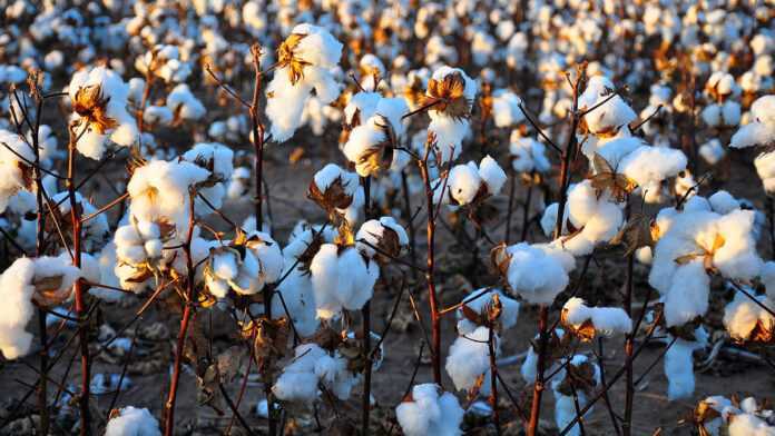 Un champ de coton