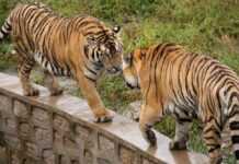 Maroc : deux nouveaux tigres dans le zoo de Rabat Deux tigres