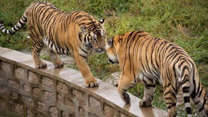 Deux tigres