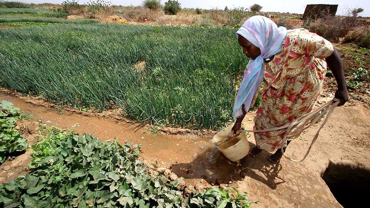 Des cultures au Darfour