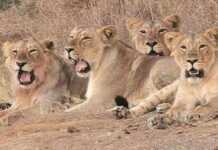 Ouganda : deux hommes condamnés à 17 ans de prison pour avoir tué 6 lions
