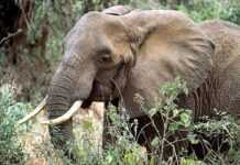 Eléphant