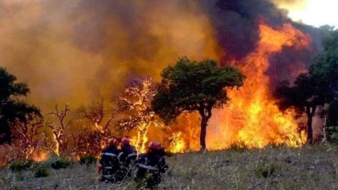 Feux de forêts en Algérie